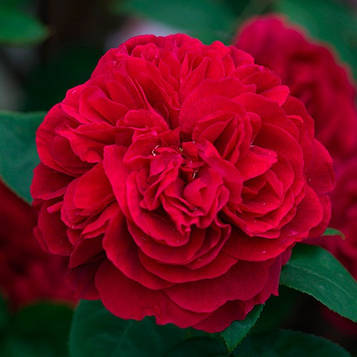 Саджанці чайно-гібридної троянди Травіата (Rose Traviata)