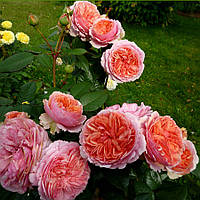 Саженцы розы английской Чиппендейл (Rose Chippendale)