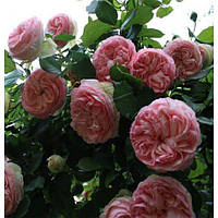 Саженцы штамбовой розы Эден Роуз - Eden Rose