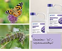 На території України спостерігається масовий літ метеликів Чортополохівки (Репейници - Vanessa cardui)