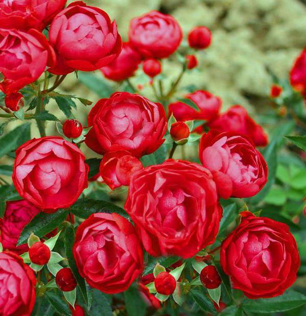 Саджанці бордюрної троянди Гранатовий браслет (Rose Garnet Bracelet), фото 1