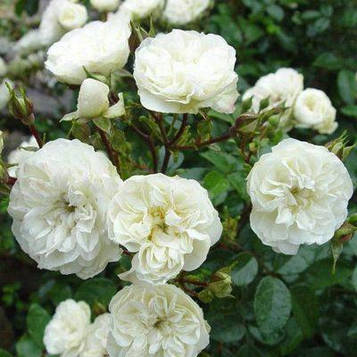 Саджанці бордюрної троянди Грін Айс (Rosa Green Ice)