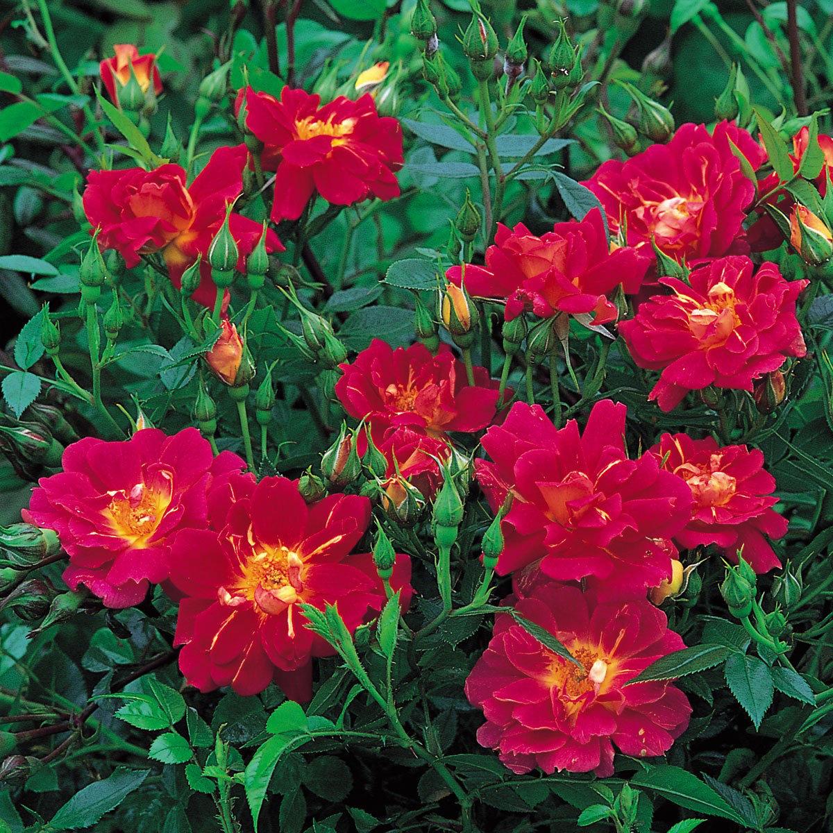 Саджанці бордюрної троянди Літтл Флірт (Rose Little Flirt), фото 1