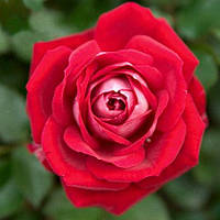 Саженцы розы бордюрной Мейди (Rose Maidу)