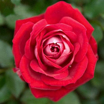 Саджанці бордюрної троянди Мейди (Rose Maidу)