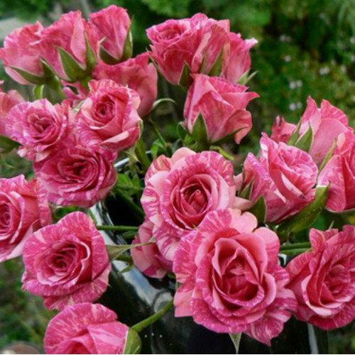 Саджанці спрей троянди Пінк Флеш (Pink Flash), фото 1