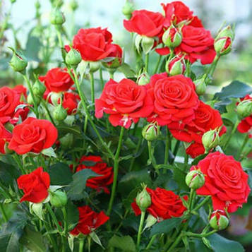 Саджанці спрей троянди Ред Хард (Rose Red Hard)