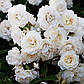 Саджанці кущової троянди Сноу Балет (Rose Snow Ballet), фото 3