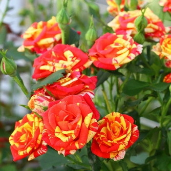 Саджанці троянди бордюрної Фаєр Флеш (Flash Fire), фото 1