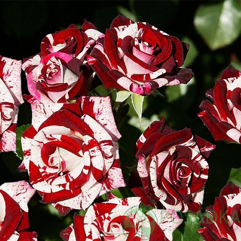 Саджанці спрей троянди Фаєр Флеш "Вогняна"(Fire Flash), фото 1