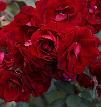 Роза канадська Шамплейн