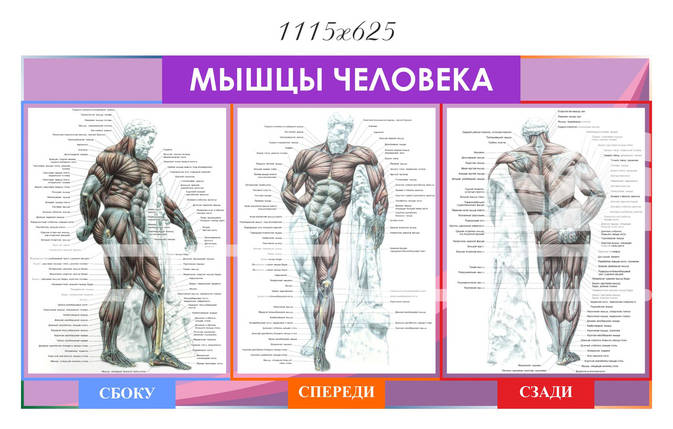 М’язи людини, фото 2