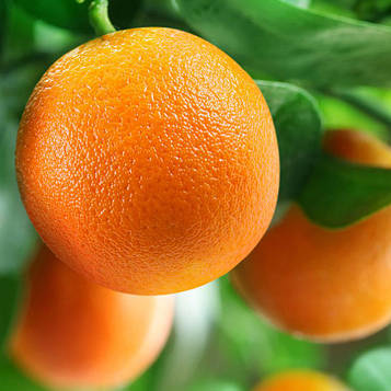 Саджанці апельсина Вашингтон Навел (Citrus sinensis Washington navel)