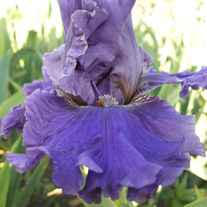 Ірис Now and Then Нау енд Зен (Grosvenor 2009) (саджанці), фото 1