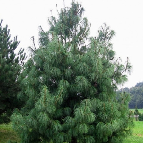 Сосна Гімалайська (Pinus wallichiana) 3 л