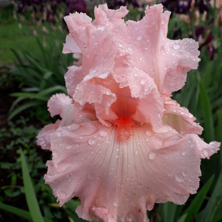 Ірис Happenstance Хеппенстенс (Keppel 2000) (саджанці), фото 1