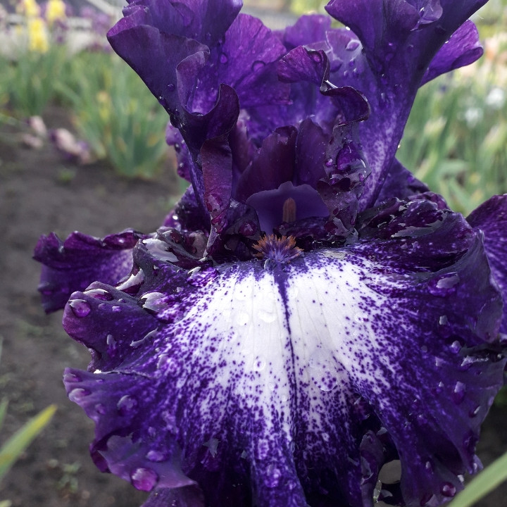 Ірис Midnight Velvet Міднайт Вельвет (Johnson 2014) (саджанці), фото 1