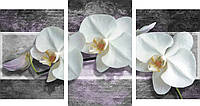 Модульная картина 100х53 см Белые орхидеи