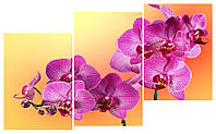 Модульная картина 100х53 см Орхидеи