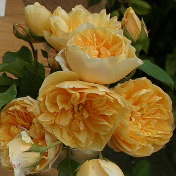 Саджанці плетистої троянди Голден Фліс (Rose Golden Fleece)