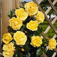 Саженцы плетистой розы Голд Штерн (Rose Goldstern)