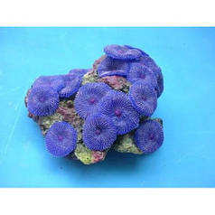 Vitality SH 218 - корал для акваріума