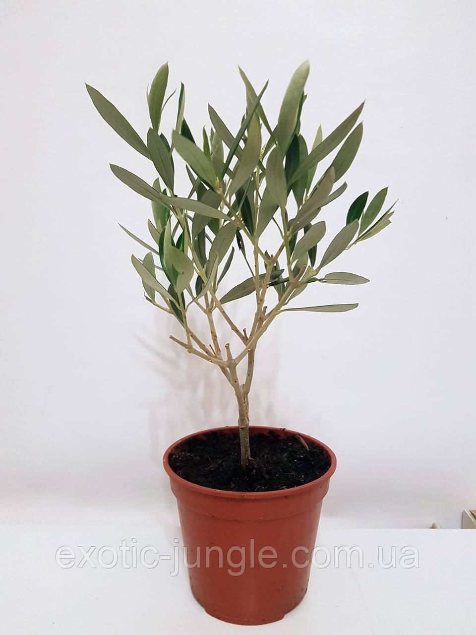 Олива європейська (Olea europaea) 60-70 см. Кімнатна (Італія)