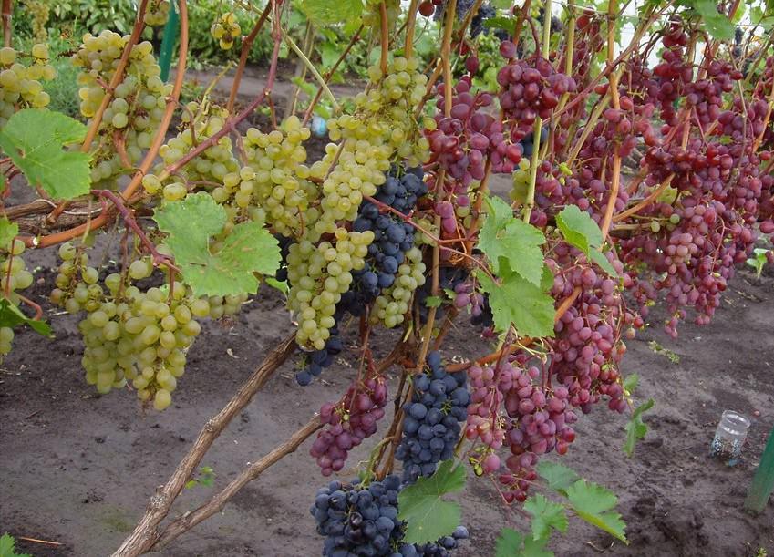 Как укрыть виноград на зиму: три интересных метода.Статьи компании «ЭКОТЕПЛИЦА»
