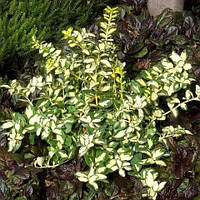 Бересклет Форчуна Санспот 09