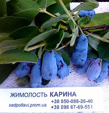 Саджанці жимолості Каріна в конт.0,5л, фото 2