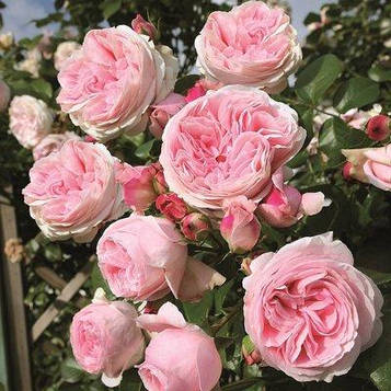 Саджанці плетистої троянди Джардина (Rose Giardina)