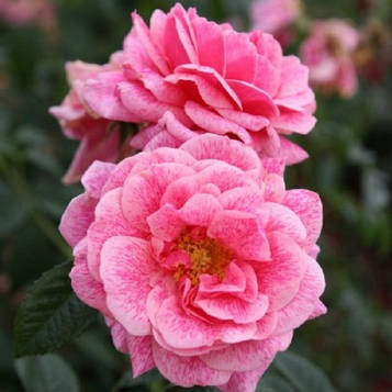 Саджанці плетистої троянди Камелот (Rose Camelot)