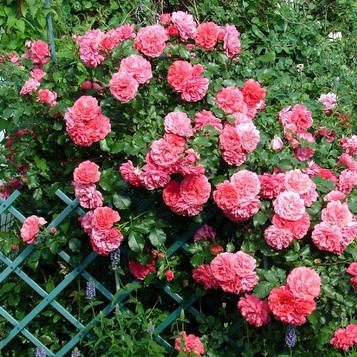 Саджанці плетистої троянди Розаріум Ютерзен (Rose Rosarium Uetersen)