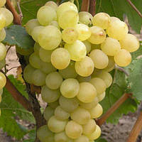 Саженцы виноград Плевен мускатный- раннего срока, крупноплодный, урожайный