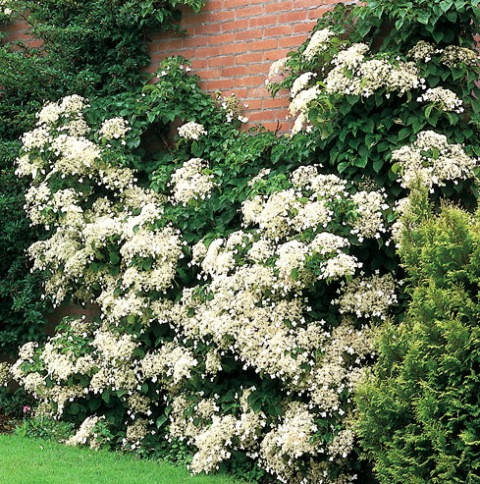 Гортензія черешкова Петіоларис (Hydrangea anomala Petiolaris)