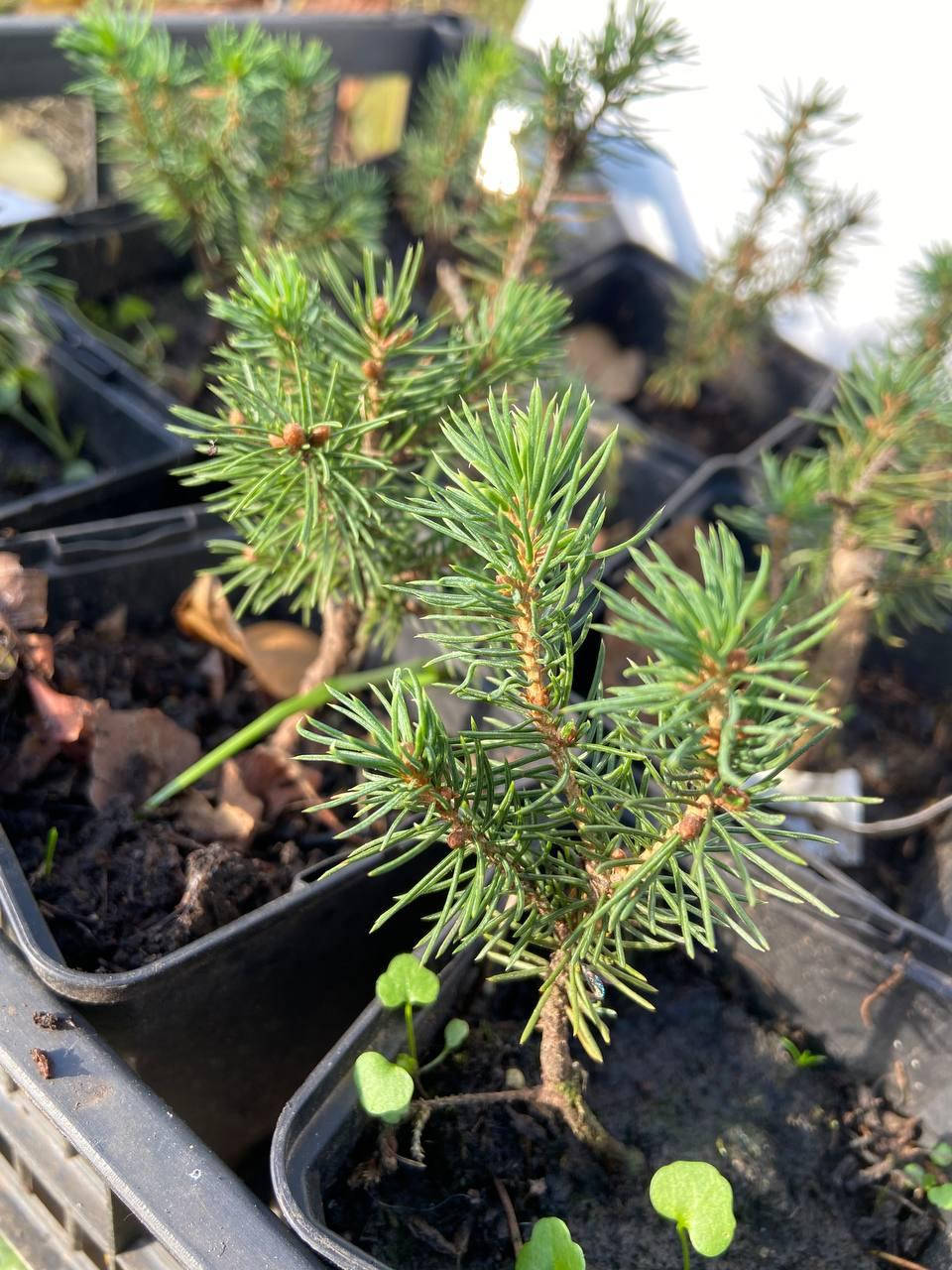 

Ель канадская Дейзи Уайт (Picea glauca Daisy's White) 10 см