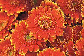 Фотошпалери флізелінові 3D Квіти 375х250 см Гербери (MS-5-0131)+клей