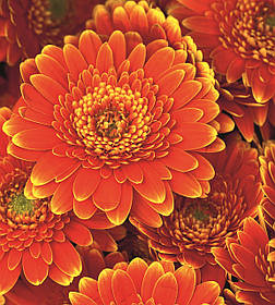 Фотошпалери флізелінові 3D Квіти 225х250 см Гербери (MS-3-0131)+клей