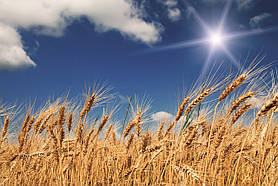 Фотошпалери флізелінові 3D 375х250 см Пшеничне поле (MS-5-0136)+клей