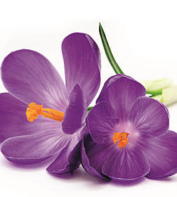 Фотошпалери флізелінові 3D Квіти 225х250 см Квітка крокусу (MS-3-0144)+клей