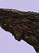 Колотий Сланець-андезит брекчія\плашка\дикий "Угорщина" KLVIV товщ. 2-3 см.\ м. кв, фото 6
