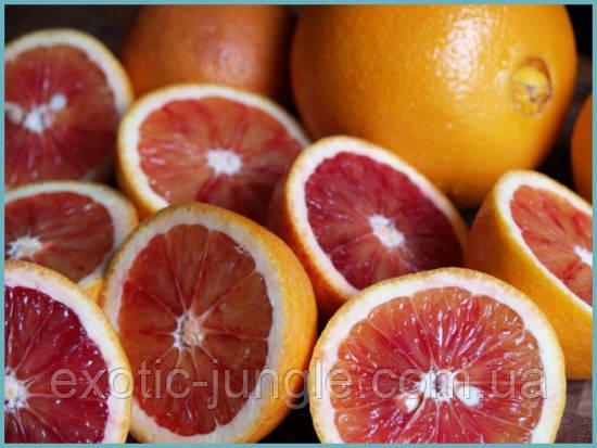 Апельсин Моро (Citrus sinensis cv. Moro) 30-35 см. Кімнатний, фото 1