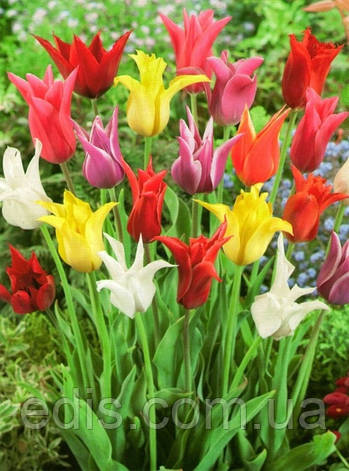 Тюльпан лілієвидний суміш 50 цибулин/уп., фото 1