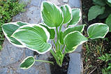 Хоста білоокаймлена середньоросла. Поділка в контейнері 05., фото 2
