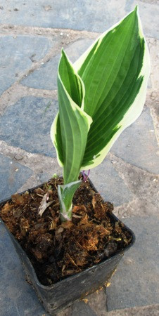 Хоста білоокаймлена середньоросла. Поділка в контейнері 05., фото 1