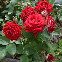 Роза почвопокровная Руби Стар