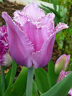 Луковиці Тюльпана Бахромчастого Blue Heron 10/11