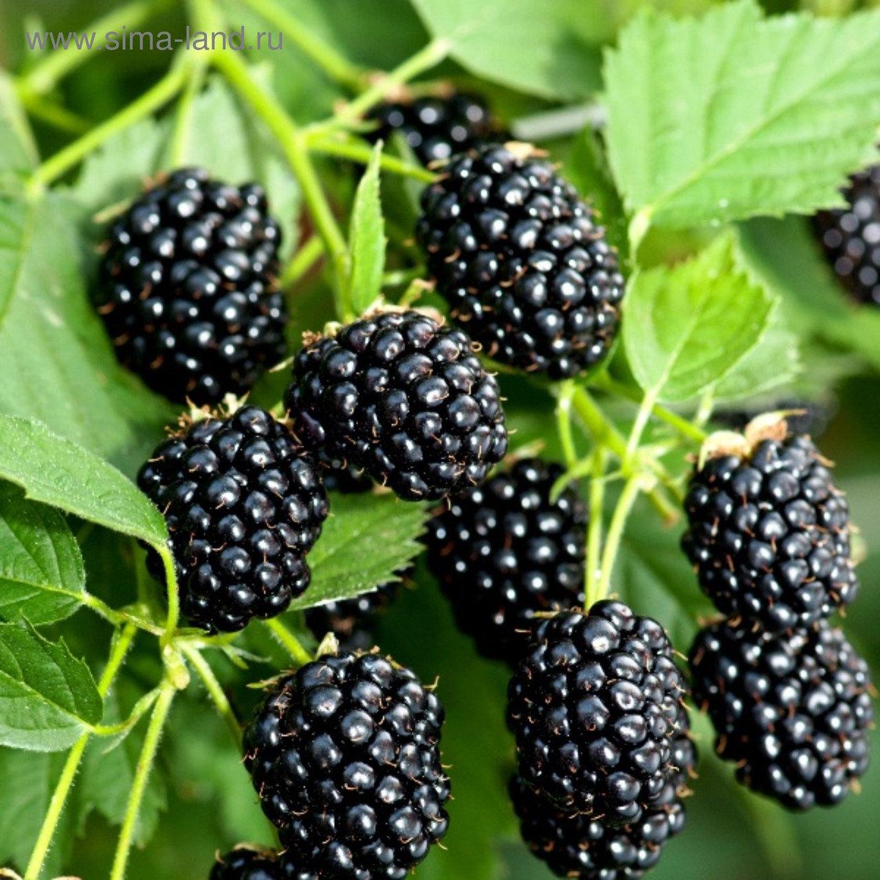 Саджанці ожини Честер (Chester) - бесшипный, морозостійкий, середньо-ранній., фото 1