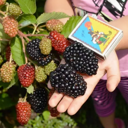 Саджанці ремонтантнай ожини Прайм Арк Фрідом (Prime Ark Freedom) - безколючкова, велика, солодка., фото 1