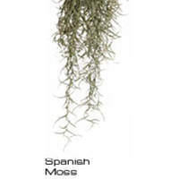 Hagen ExoTerra Spanish Moss Smll PT-3090